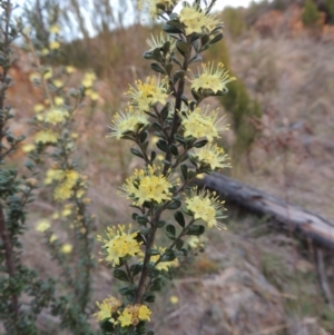 Phebalium squamulosum subsp. ozothamnoides at Bonython, ACT - 21 Sep 2014 07:00 PM