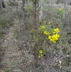 Acacia buxifolia subsp. buxifolia at Canberra Central, ACT - 24 Sep 2014