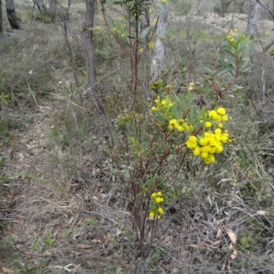 Acacia buxifolia subsp. buxifolia (Box-leaf Wattle) at Canberra Central, ACT - 24 Sep 2014 by galah681