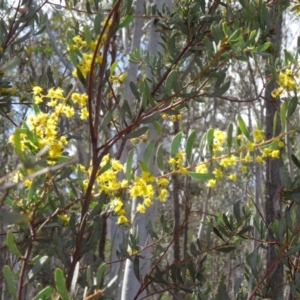 Acacia buxifolia subsp. buxifolia at Canberra Central, ACT - 24 Sep 2014