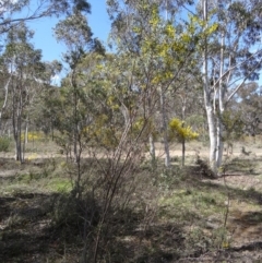 Acacia buxifolia subsp. buxifolia at Canberra Central, ACT - 24 Sep 2014