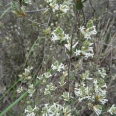 Brachyloma daphnoides (Daphne Heath) at Point 5204 - 24 Sep 2014 by galah681