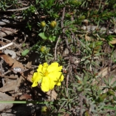 Hibbertia calycina at Point 5204 - 24 Sep 2014 11:56 AM