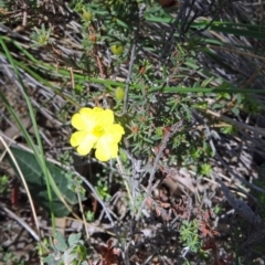 Hibbertia calycina at Point 5204 - 24 Sep 2014 11:56 AM