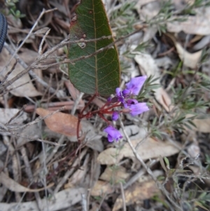 Hardenbergia violacea at Canberra Central, ACT - 24 Sep 2014 11:58 AM