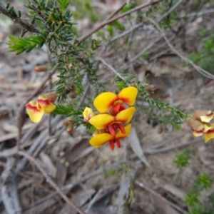 Dillwynia phylicoides at Canberra Central, ACT - 24 Sep 2014