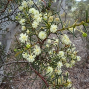 Acacia genistifolia at Canberra Central, ACT - 24 Sep 2014