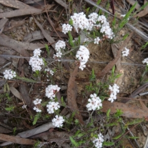 Leucopogon virgatus at Canberra Central, ACT - 24 Sep 2014