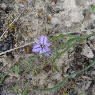 Thysanotus patersonii (Twining Fringe Lily) at Canberra Central, ACT - 24 Sep 2014 by galah681