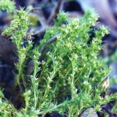 Scleranthus biflorus (Twin-flower Knawel) at Tuggeranong Hill - 3 Jan 2001 by michaelb