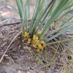 Lomandra bracteata (Small Matrush) at Conder, ACT - 22 Sep 2014 by michaelb