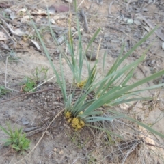 Lomandra bracteata at Conder, ACT - 23 Sep 2014 12:00 AM