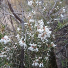 Lissanthe strigosa subsp. subulata (Peach Heath) at Pine Island to Point Hut - 21 Sep 2014 by michaelb