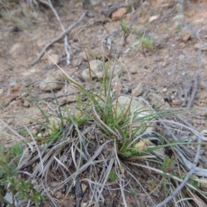 Carex breviculmis at Bonython, ACT - 21 Sep 2014 07:04 PM