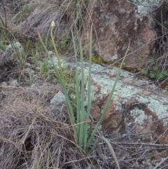 Bulbine glauca (Rock Lily) at Bonython, ACT - 21 Sep 2014 by michaelb