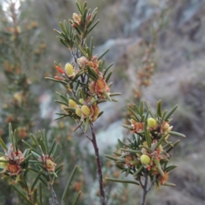 Bertya rosmarinifolia at Bonython, ACT - 21 Sep 2014 07:20 PM