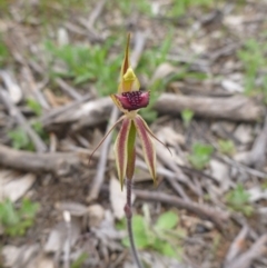 Caladenia actensis (Canberra Spider Orchid) at Kenny, ACT - 24 Sep 2014 by EmmaCook