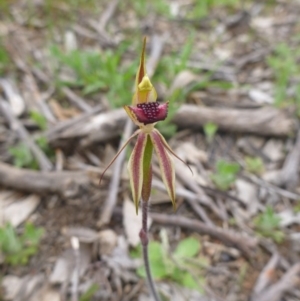 Caladenia actensis at Kenny, ACT - 24 Sep 2014