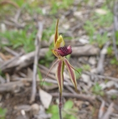 Caladenia actensis at Kenny, ACT - 24 Sep 2014