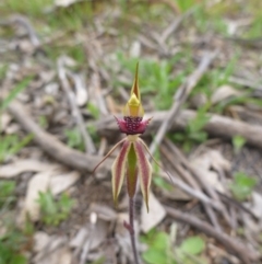 Caladenia actensis at Kenny, ACT - 24 Sep 2014