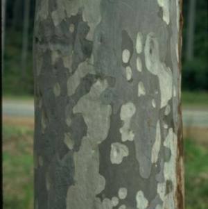 Corymbia maculata at National Arboretum Forests - 15 Jan 2016