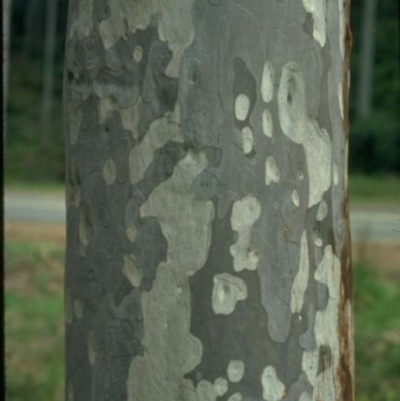 Corymbia maculata (Spotted Gum) at Molonglo Valley, ACT - 14 Jan 2016 by michaelb