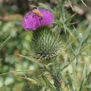 Cirsium vulgare at Cotter River, ACT - 8 Jan 2016 12:03 PM