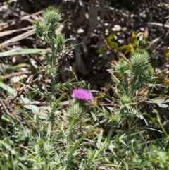 Cirsium vulgare at Cotter River, ACT - 8 Jan 2016 12:03 PM