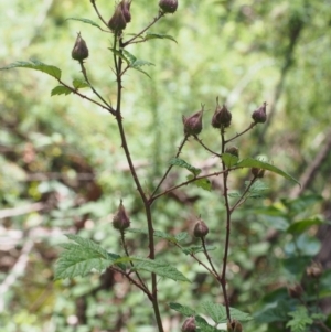 Rubus parvifolius at Cotter River, ACT - 8 Jan 2016