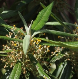 Bedfordia arborescens at Cotter River, ACT - 10 Dec 2015 02:15 PM