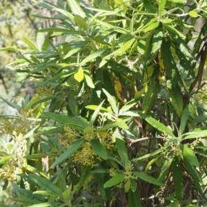 Bedfordia arborescens at Cotter River, ACT - 10 Dec 2015 02:15 PM