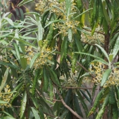 Bedfordia arborescens at Cotter River, ACT - 10 Dec 2015 02:15 PM