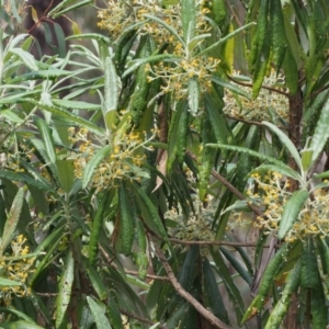 Bedfordia arborescens at Cotter River, ACT - 10 Dec 2015 02:15 PM