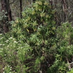 Bedfordia arborescens at Cotter River, ACT - 10 Dec 2015 02:15 PM