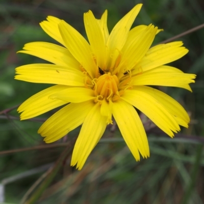 Microseris lanceolata (Yam Daisy) at Cotter River, ACT - 8 Jan 2016 by KenT