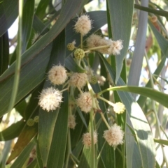 Acacia implexa (Hickory Wattle, Lightwood) at Campbell, ACT - 13 Jan 2016 by SilkeSma