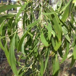 Acacia implexa at Campbell, ACT - 13 Jan 2016