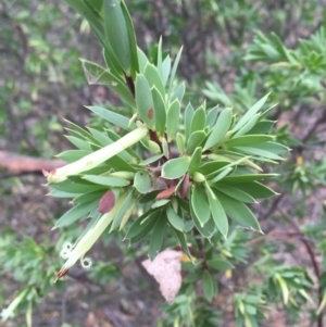 Styphelia triflora at Majura, ACT - 15 Jan 2016