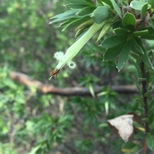 Styphelia triflora at Majura, ACT - 15 Jan 2016