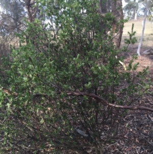 Styphelia triflora at Majura, ACT - 15 Jan 2016 07:01 PM