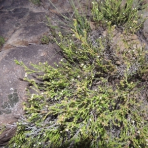 Asperula ambleia at Bonython, ACT - 21 Sep 2014