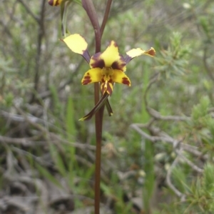 Diuris pardina at Majura, ACT - suppressed