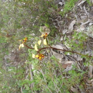 Diuris pardina at Majura, ACT - 24 Sep 2014