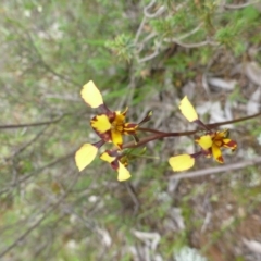 Diuris pardina at Majura, ACT - 24 Sep 2014