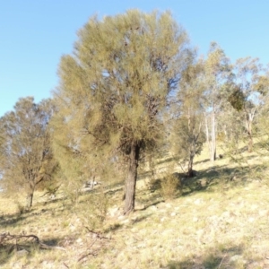 Allocasuarina verticillata at Conder, ACT - 23 Sep 2014 06:02 PM