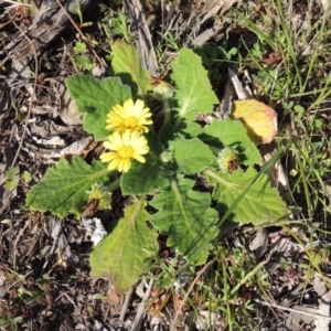 Cymbonotus sp. (preissianus or lawsonianus) at Conder, ACT - 23 Sep 2014