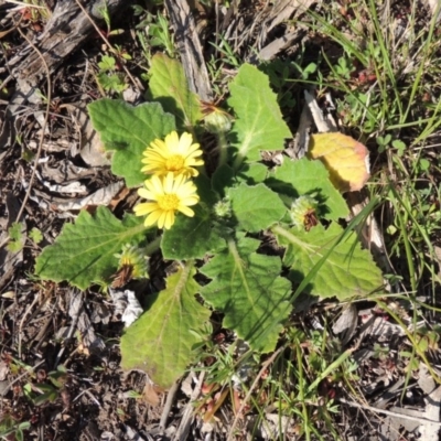 Cymbonotus sp. (preissianus or lawsonianus) (Bears Ears) at Rob Roy Range - 23 Sep 2014 by MichaelBedingfield