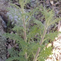 Senecio bathurstianus (Rough Fireweed) at Conder, ACT - 23 Sep 2014 by MichaelBedingfield