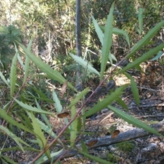 Lomatia myricoides (River Lomatia) at Tennent, ACT - 23 Sep 2014 by jeremyahagan