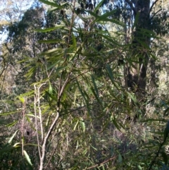 Lomatia myricoides at Tennent, ACT - 23 Sep 2014